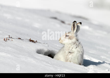 Schneehase im Schnee Stockfoto