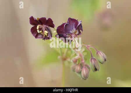 Geranium Phaeum (Dusky Storchschnabel) Stockfoto