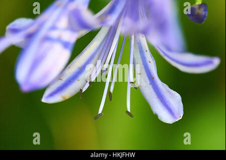 Afrikanische Lilie mit Stempel und Pollen (Nahaufnahme) Stockfoto
