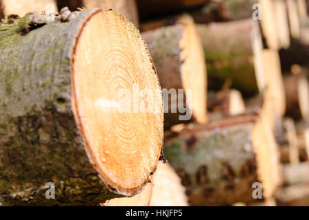 Gefällter Stämme abgeholzt und warten in einem Sägewerk transportiert. Stockfoto
