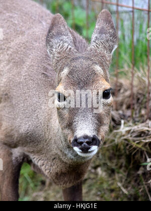 Schottische junges Reh Stockfoto
