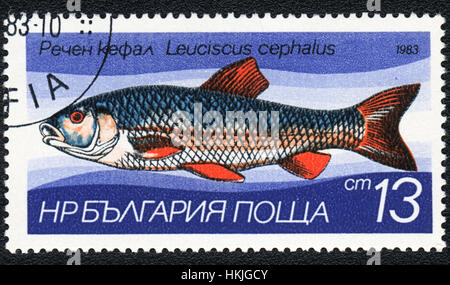 Eine Briefmarke gedruckt in Bulgarien zeigt einen Fisch europäischen Döbel (Leuciscus Cephalus), Serie, ca. 1983 Stockfoto