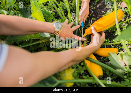 Frau mit ihrem Sohn Hand Ernte Zucchini in gemeinschaftlichen Garten, Bayern, Deutschland Stockfoto