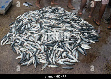 Makrele Fisch zum Verkauf am Fischmarkt, Western Province, Sri Lanka Stockfoto