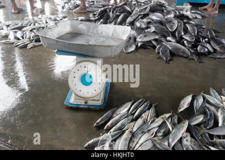 Fisch zum Verkauf am Marktstand, Western Province, Sri Lanka Stockfoto