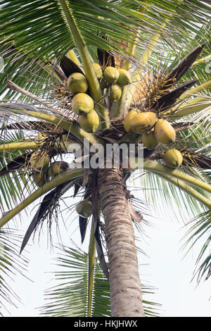 Niedrigen Winkel Blick auf frische Kokosnüsse hängen an der Palm Tree, Tangalle, Süden Provinz in Sri Lanka Stockfoto