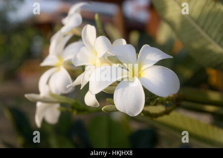 Nahaufnahme eines weißen Frangipani, Yala National Park, Western Province, Sri Lanka Stockfoto