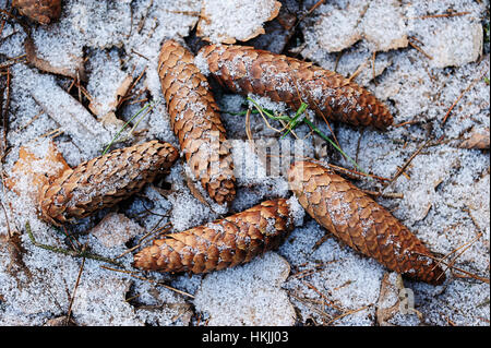 Tannenzapfen am Boden zwischen den Schnee im winter Stockfoto