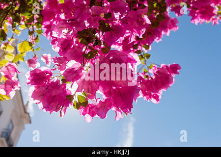 Nahaufnahme von Bougainvillea Blumen, Lissabon, Portugal Stockfoto