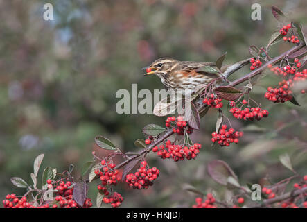 Redwing-Turdus Iliacus ernährt sich von Beeren Zwergmispel. Winter. Stockfoto