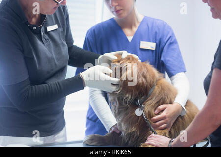 Tierärzte machen einen Check-up auf einen Hund, Breisach, Baden-Württemberg, Deutschland Stockfoto