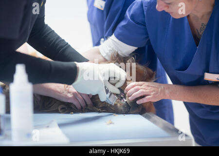 Tierarzt untersucht Hund Zähne, Breisach, Baden-Württemberg, Deutschland Stockfoto