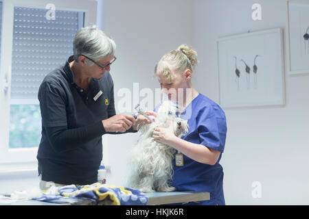 Tierärzte machen einen Check-up auf einen Hund, Breisach, Baden-Württemberg, Deutschland Stockfoto