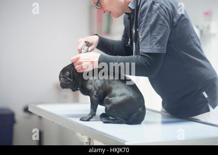 Tierarzt tut einen Check-up auf einen Hund, Breisach, Baden-Württemberg, Deutschland Stockfoto