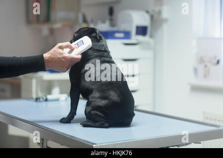 Tierarzt tut einen Check-up auf einen Hund, Breisach, Baden-Württemberg, Deutschland Stockfoto