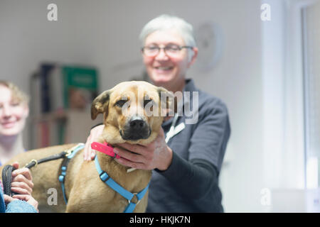 Tierarzt tut einen Check-up auf einen Hund, Breisach, Baden-Württemberg, Deutschland Stockfoto