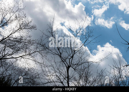 Bäume, Wolken, Himmel. Stockfoto