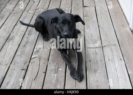 Schwarze Labrador-Mix auf ein deck Stockfoto