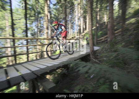 Mountainbiker fahren auf Steg durch Wald, Zillertal, Tirol, Österreich Stockfoto