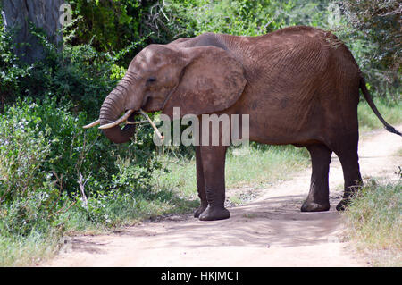 Elefant Essen eine Filiale auf einem Pfad in der Savanne des Tsavo West Park in Kenia Stockfoto