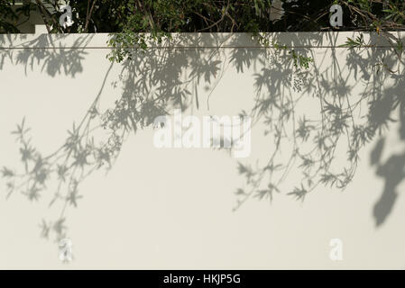 Schatten von den Bäumen fallen an der Wand. Stockfoto