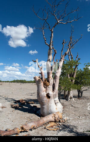 Ein Exemplar der Moringa Ovalifolia Baum im Baum Geisterwald in Etosha Nationalpark Namibia Stockfoto