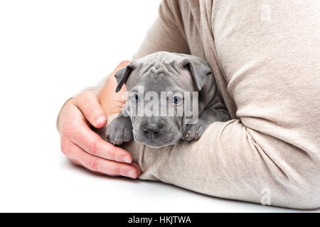 Thai Ridgeback Welpen sitzen in armen Mannes Stockfoto