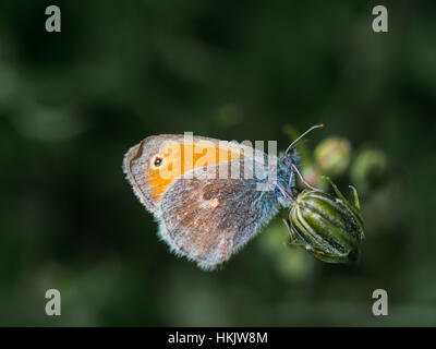 Farbenfrohe Schmetterling auf einer Pflanze Stockfoto
