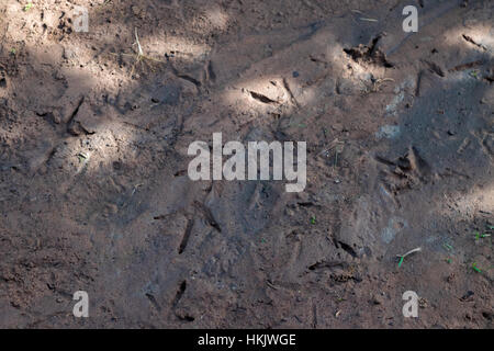 Fußabdrücke auf dem Boden Huhn in Thailand. (Tiefenschärfe Stockfoto