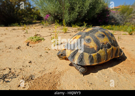 Ein angulate Tortoise (Chersina Angulata) im natürlichen Lebensraum, Südafrika Stockfoto