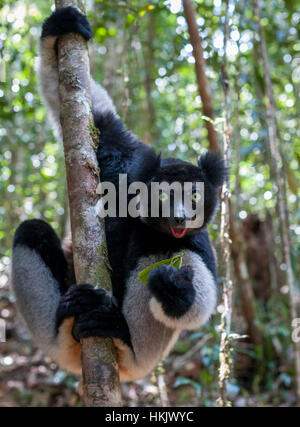 Ein Indri Lemuren im Regenwald von der Madagascar.Indri sind in Madagaskar endemisch und sind eine vom Aussterben bedrohte Spezies. Stockfoto