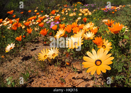Bunte Namaqualand Gänseblümchen (Dimorphotheca Pluvialis), Südafrika Stockfoto