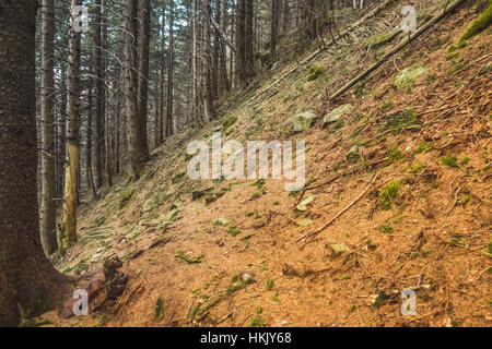 Steilen Hang und Berg Wald Stockfoto