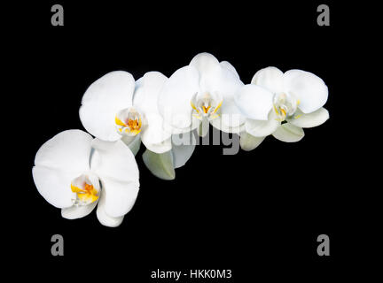 Schöne weiße Phalaenopsis Orchidee Blume, isoliert auf einem schwarzen Hintergrund. Orchideenblüten sind ein Symbol der Schönheit, Ruhe und Entspannung. Stockfoto