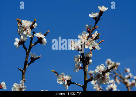 Willendorf in der Wachau: Apricot blossom (Aprikosen) in der Wachau, Wachau, Niederösterreich, Niederösterreich, Österreich Stockfoto