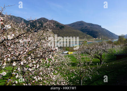 Willendorf in der Wachau: Apricot blossom (Aprikosen) in der Wachau, Wachau, Niederösterreich, Niederösterreich, Österreich Stockfoto