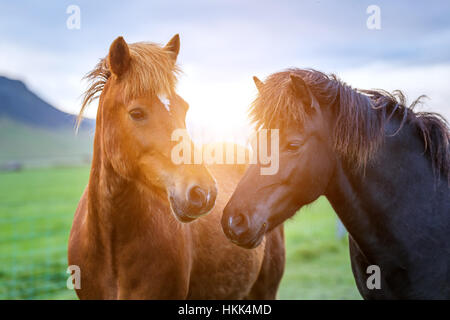 Islandpferd Porträt hautnah Stockfoto