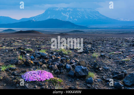 Lava-Feld in das geothermische Tal Leirhnjukur, in der Nähe von Krafla-Vulkan, Island, Europa. Stockfoto