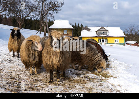 Schafe in der Nähe von Haus im ukrainischen Dorf Stockfoto