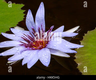 LOTUSBLÜTE (Nelumbo Nucifera) Stockfoto