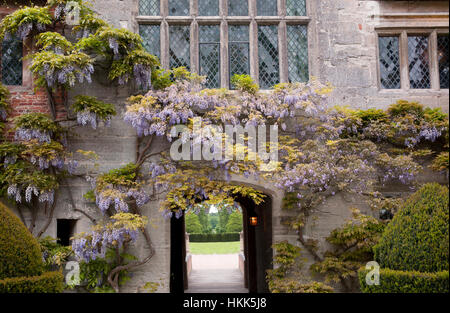 Glyzinien wandern über ein altes englisches Herrenhaus Stockfoto