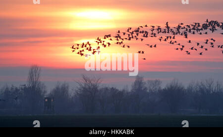 Delitzsch, Deutschland. 28. Januar 2017. Wildgänse fliegen über ein Feld, als die Sonne in der Nähe von Delitzsch, Deutschland, 28. Januar 2017 untergeht. Die Vögel aus Nord- und Osteuropa winter in Deutschland und bleiben dort bis etwa Ende Februar. Foto: Sebastian Willnow/Dpa-Zentralbild/Dpa/Alamy Live News Stockfoto