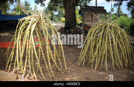 Sansibar, Tansania. 5. März 2016. Sugar Canes können auf den Straßen von Sansibar, Tansania, 5. März 2016 zu sehen. Foto: Britta Pedersen/Dpa-Zentralbild/ZB/Dpa/Alamy Live News Stockfoto