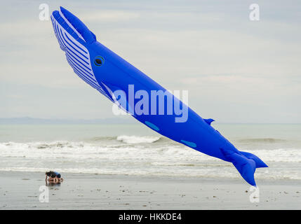 Christchurch, Neuseeland. 29. Januar 2017. Leichte Winde kein Crimp im Kite-Enthusiasten, die kam mit großen und kleinen bunten Drachen an der jährlichen Kite-Tages-Veranstaltung in New Brighton Beach gebracht. Einige der größeren Kites hatte eine harte Zeit bleiben bis in die Luft, einschließlich dieser Wal-Drachen. Bildnachweis: PJ Heller/ZUMA Draht/Alamy Live-Nachrichten Stockfoto