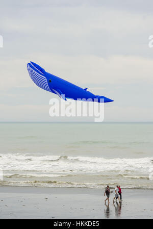 Christchurch, Neuseeland. 29. Januar 2017. Leichte Winde kein Crimp im Kite-Enthusiasten, die kam mit großen und kleinen bunten Drachen an der jährlichen Kite-Tages-Veranstaltung in New Brighton Beach gebracht. Einige der größeren Kites hatte eine harte Zeit bleiben bis in die Luft, einschließlich dieser Wal-Drachen. Bildnachweis: PJ Heller/ZUMA Draht/Alamy Live-Nachrichten Stockfoto