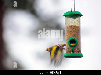 Gold Finken Fütterung einen Vogel Futterstation in einem Garten in Flintshire, Wales, UK Stockfoto