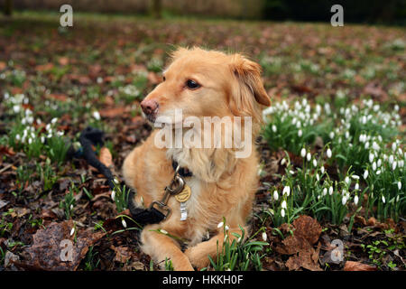 Oxford, UK. 29. Januar 2017. Großbritannien Wetter. Ein Hund ruht in der Schneeglöckchen in Parks der Universität in Oxford auch bei grauem Wetter und leichten Nieselregen. Schneeglöckchen beginnen, trotz der letzten Wochen Temperaturen unter dem Gefrierpunkt zu blühen. Bildnachweis: Sidney Bruere/Alamy Live-Nachrichten Stockfoto