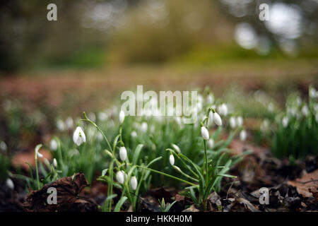 Oxford, UK. 29. Januar 2017. Großbritannien Wetter. Schneeglöckchen beginnen zu in University Parks, trotz der letzten Wochen Temperaturen unter dem Gefrierpunkt zu blühen. Bildnachweis: Sidney Bruere/Alamy Live-Nachrichten Stockfoto