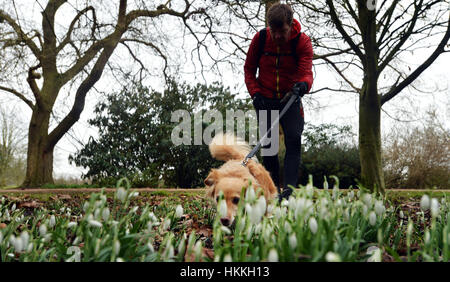 Oxford, UK. 29. Januar 2017. Großbritannien Wetter. Menschen Sie Übung die und gehen Sie ihre Hunde am University Parks in Oxford, sogar mit dem grauen Wetter und leichten Nieselregen. Schneeglöckchen beginnen, trotz der letzten Wochen Temperaturen unter dem Gefrierpunkt zu blühen. Ein neugierige Hund untersucht den Fotografen. Bildnachweis: Sidney Bruere/Alamy Live-Nachrichten Stockfoto