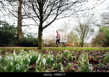 Oxford, UK. 29. Januar 2017. Großbritannien Wetter. Menschen Sie Übung die und gehen Sie ihre Hunde am University Parks in Oxford, sogar mit dem grauen Wetter und leichten Nieselregen. Schneeglöckchen beginnen, trotz der letzten Wochen Temperaturen unter dem Gefrierpunkt zu blühen. Bildnachweis: Sidney Bruere/Alamy Live-Nachrichten Stockfoto